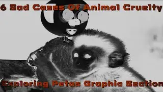 6 Sad Cases of Animal Cruelty | Exploring Petas Graphic Section