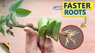 10 SECRETS TO GROW ROSE FROM CUTTINGS FASTER | GARDENING HACKS TO ROOTING ROSE CUTTINGS