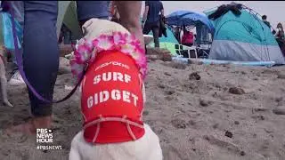 A surfing contest where everyone doggie paddles