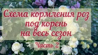 Часть 2 🌱 Минеральное питание роз под корень на весь сезон 2023 г.