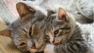 Mother Cat And Cute Kittens - Mom Cat And Her Baby Cats Moments || NEW