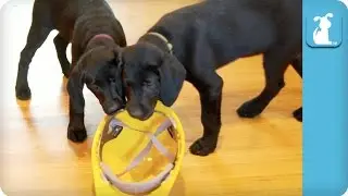 Construction Worker Lab Puppies - Puppy Love