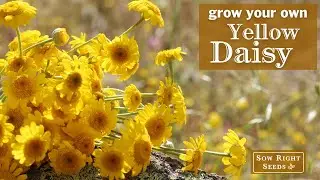 Sow Right Seeds | Yellow Daisy