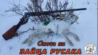 Охота на зайца русака в степях Оренбуржья. Ягдтерьер 