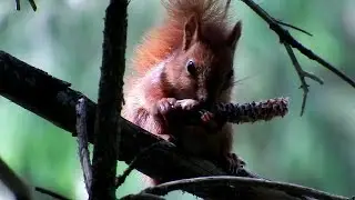 Vāverēns ēd čiekuru – Бельчонок ест шишку - Baby squirell eating pine cone