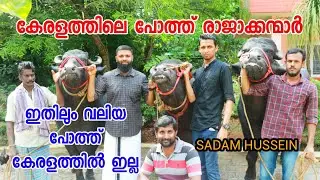 കേരളത്തിലെ പോത്ത് രാജാക്കന്മാർ | King of  buffalos in kerala | viral video