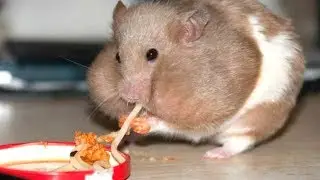 FUNNY HAMSTERS STUFFING THEIR CHEEKS - Cute Hamster Videos Compilation || NEW