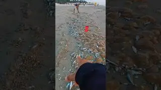 Thousand fish at the seashore: A unique natural event 🥺