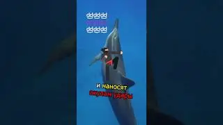 🐬 ДЕЛЬФИНЫ ОПАСНЕЕ АКУЛ (НЕ ШУТКА) 🤯 #шортс #факты #дельфины #акулы #море