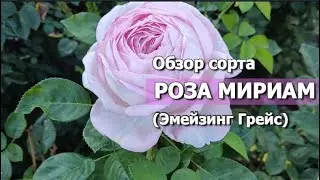 РОЗА МИРИАМ (Эмейзинг Грейс) | Обзор сорта: Роза Мириам