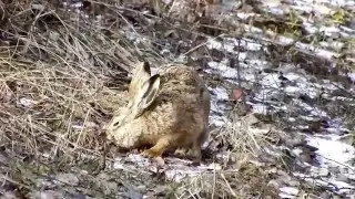 23.03.2016 - Pelēkais zaķis - Заяц-русак - The European hare (Lepus europaeus)