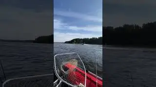 На Волге постоянная движуха #fishing #волга