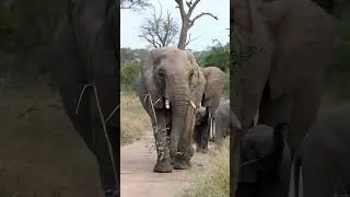 Beautiful elephant sightings compilation 🐘 