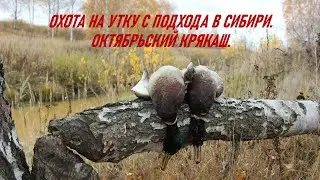 Охота на утку с подхода в Сибири.  Октябрьский крякаш.