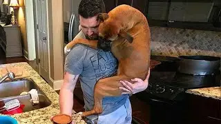 Cute Dog Cant Stop Hugging Their Human - Cute Animal Show Love