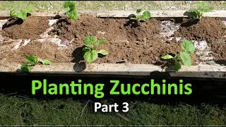 Growing Your Own Zucchinis, Planting No-Till Style - Part 3