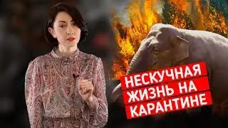 Мир на паузе?: Нескучная жизнь на карантине из-за коронавируса