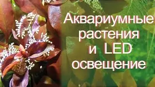 Аквариумные растения и светодиодное освещение