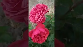 Роза 🌹 флорибунда Аут оф Розенхайм