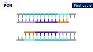 PCR 3-D