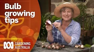 Everything you need to know about growing bulbs | Gardening 101 | Gardening Australia