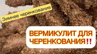 ‼️ЕЩЕ ОДНА ОШИБКА ЧЕРЕНКОВАНИЯ ГОРТЕНЗИИ‼️ Переувлажнение вермикулита.