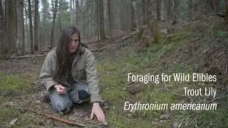 Foraging for Trout Lily - Harvesting Spring Ephemerals