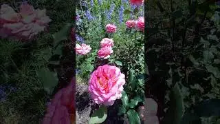 Спека +33,без дощів,троянди тримаються,але не всі.🌹🏡 14.06.24 #garden #rose