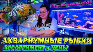 Цихлиды, живородка и харацинка! [Ассортимент и цены Птичий рынок Садовод 2024]