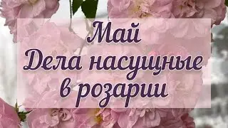 Чем кормить и обрабатывать розы в мае? Как минимизировать последствия возвратных заморозков?