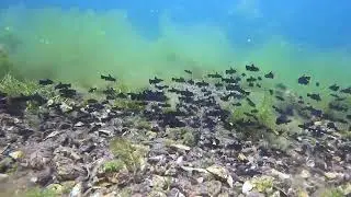 Herd of Bullheads