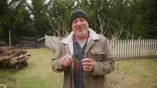 How To Prune A Dwarf Fig Tree