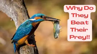 Why Kingfishers Beat Their Prey!!