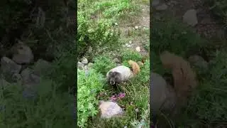 A Beautiful Marmot Spotted in Mount Rainier National Park