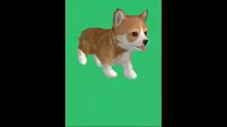 Mini DOG GREEN SCREEN  #greenscreenanimal #chromakey