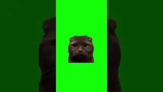 FREE HD Green Screen - SWEET SAD CAT