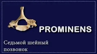 СЕДЬМОЙ ШЕЙНЫЙ ПОЗВОНОК | PROMINENS | ОСНОВЫ АНАТОМИИ ДЛЯ СТУДЕНТОВ-МЕДИКОВ