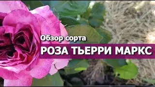 РОЗА ТЬЕРРИ МАРКС | Обзор сорта: Роза Thierry Marx (Тьерри Маркс)