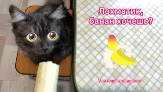 Котёнок Лохматик и банан! А Вы любите бананы?