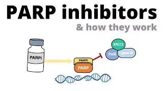 How PARP inhibitors (PARPi) work