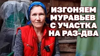 НАКОРМИ МУРАВЬЕВ ЛЮБИМОЙ ЕДОЙ ОНИ НАКОРМЯТ КОРОЛЕВУ И ПОКИНУТ ОГОРОД@obovsemsmarusya