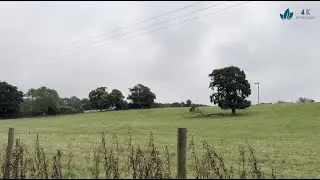 Walking a forest trail beside an open field