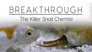 Breakthrough: The Killer Snail Chemist