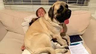 When Your Big Dog Thinks He's a BABY!   Funny Dog and Human