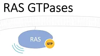 RAS Protein - Small GTPases