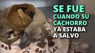 Se permitió irse de este mundo, solo cuando supo, que su cachorro ya estaba a salvo