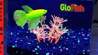 BETTA GLO-FISH AQUARIUM! **Full Diy Review and TANK BUILD**