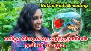 How to breed fighter fish (Betta fish) | Easy method Malayalam