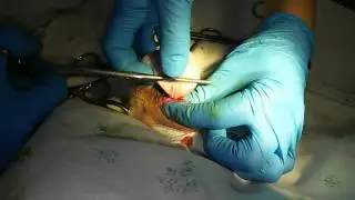 castration of male (dog). Кастрация кобеля