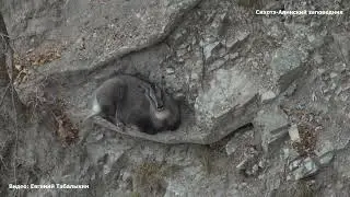 Амурский горал, когда уверен, что до него не доберутся)